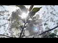 桜舞い散る季節です