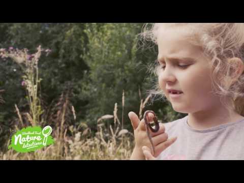 Hunt for minibeasts