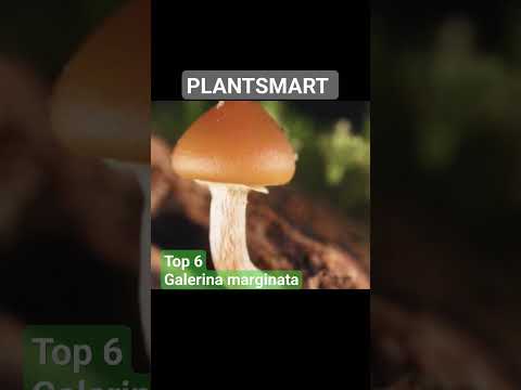 Video: Jedovatá houba Galerina třásněná. Funkce