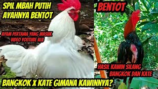 Download Lagu SPIL AYAHNYA BENTOT, KOK JADI BANGKOK X KATE EMANG BISA KAWIN?? MP3 Download Lagu SPIL AYAHNYA BENTOT, KOK JADI BANGKOK X KATE EMANG BISA KAWIN?? MP3