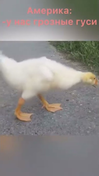 Русские Гуси #shorts #мем #мемы #meme #fyp #гусь #гуси - YouTube