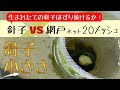 メダカ 生まれたての針子は網戸ネット20メッシュをすり抜けられるか？【メダカ飼育 027】