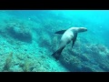 Sea Lions of San Carlos