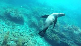 Sea Lions of San Carlos