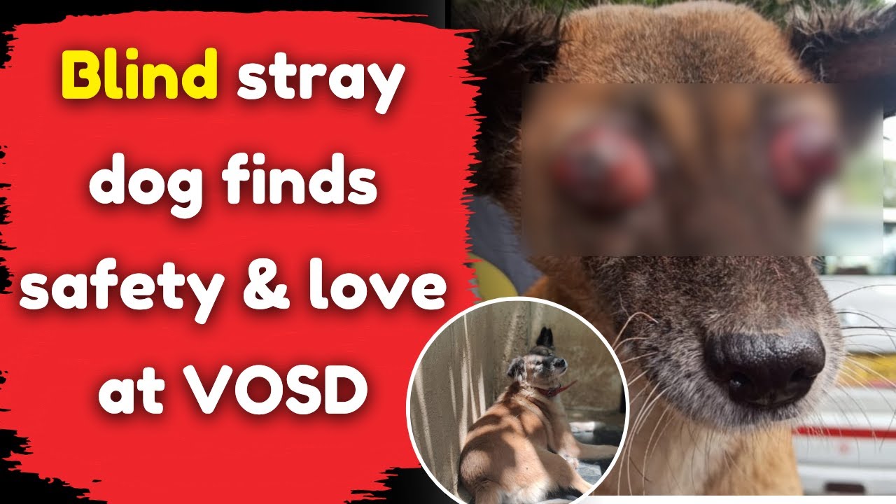 Blind stray dog finds safety & love at VOSD - YouTube