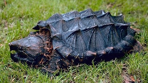 Snapping Turtle Facts: Also Alligator vs common Snapping turtle