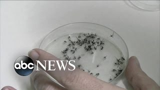 Zika Trasmitted Through Sexual Contact