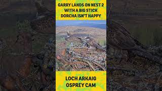 Garry lands on nest 2 with a big stick plays seesaw with Dorcha until she gets rid of him