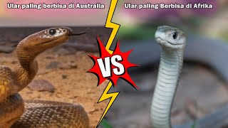 Black Mamba vs Inland Taipan | Perbandingan 2 Ular Berbisa
