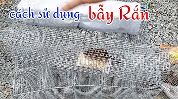 CÁCH SỬ DỤNG LỒNG BẪY RẮN đơn giản với mồi chuột