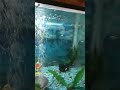 #fish #aquarium #zoo🐟🐟🐡🐠🐠🐡