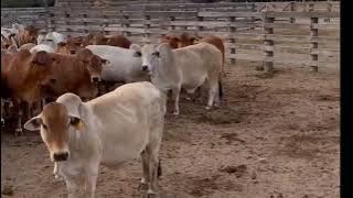 Real cow moo mooing sound and video/Remix of Animal sounds/#cow #cowvideos #sapi #cebu #india #inek