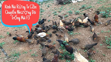 Gà Rừng Kênh Núi Rừng Tv Cần Chuyển Nhượng 1 Cặp Trống Mái F3 Anh Em Ai Cần Liên Hệ 0965723995