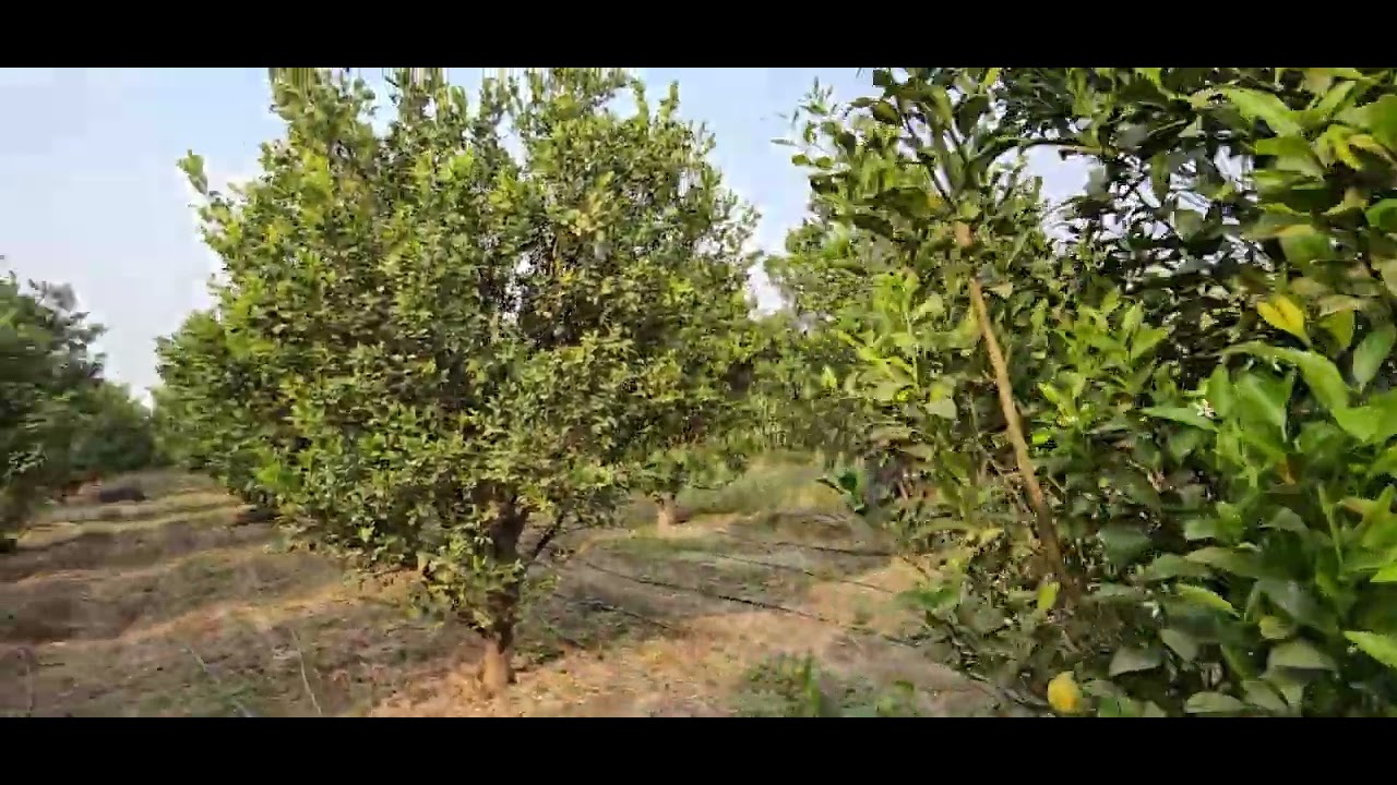 महाराष्ट्राला पडलेला सर्वात मोठा प्रश्न #पुढील मृग बहार फुटेल की नाही?