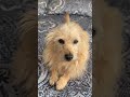 If 5 people like my video I made 5 people to smile !!! #cutedog #lovemypet #shortbeta #shorts