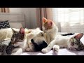 Funny Kittens Wake Up Golden Retriever