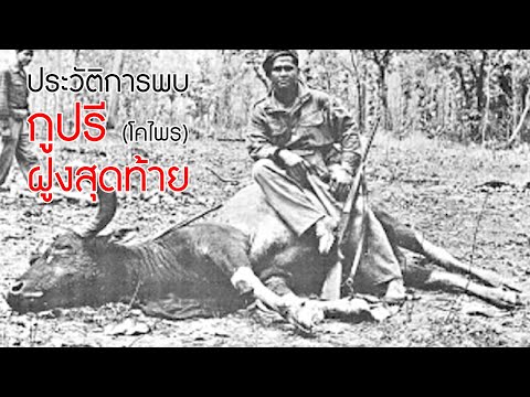 ประวัติการพบ 'กูปรี' ฝูงสุดท้ายที่หายไปจากป่าไทยหรือจากโลก