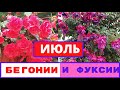 Красавицы БЕГОНИИ и ФУКСИИ в моем саду.