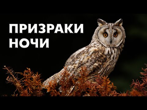 Ушастая сова. Интересные факты / Птицы России (Фильм 64) /Asio otus