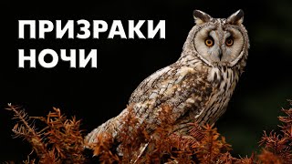 Owls. Ghosts of the night / Birds of Russia ( Movie 64) / Asio otus