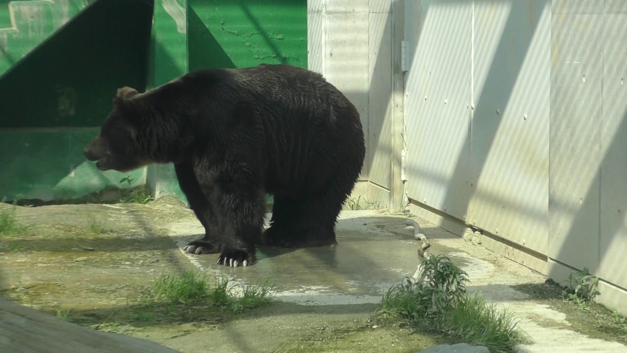 ヒグマのイナオ君 ヒグマの森 どきどきストリート 東武動物公園に行ってきました 18年5月27日 Youtube ヒグマのイナオ君 ヒグマの森 どきどきストリート 東武動物公園に行ってきました 18年5月27日 Youtube