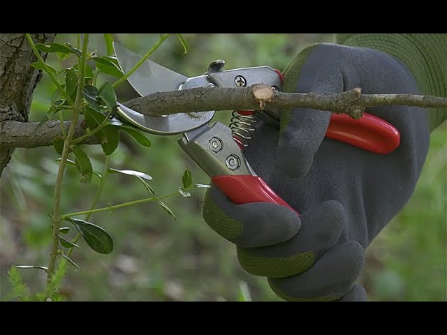 Sécateur de jardin à poignée tournante Wolf - OGAT