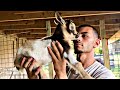 ALL my BABY animals! | Blake’sExoticAnimalRanch