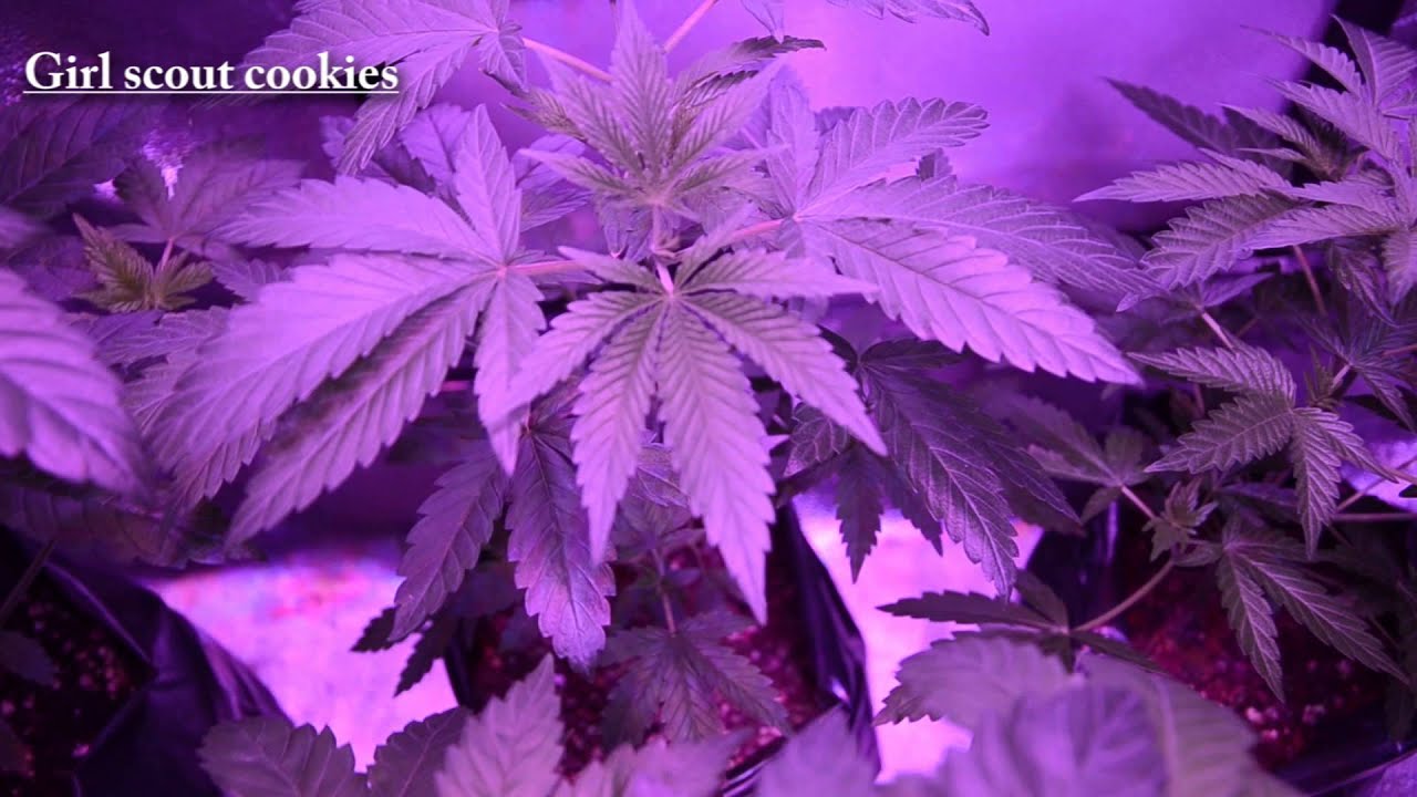 Seguimiento Veg Led 288W Week 6 · Kosher Kush · Girl Scout Cookies · Ice Cream (HD)