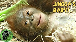 YouTube Sensation Orangutan Has Cutest Ever Baby