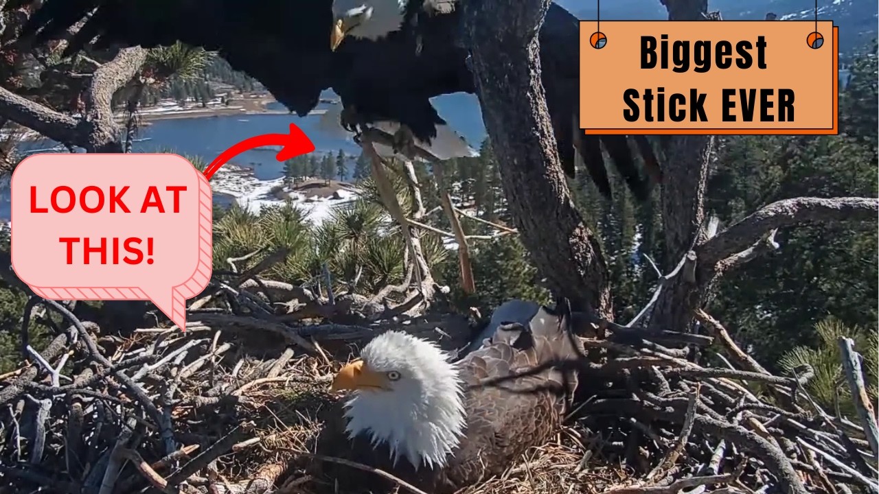 MASSIVE Stick! 🪵 Jackie Building While Shadow Incubates! | Big Bear Eagles 2026