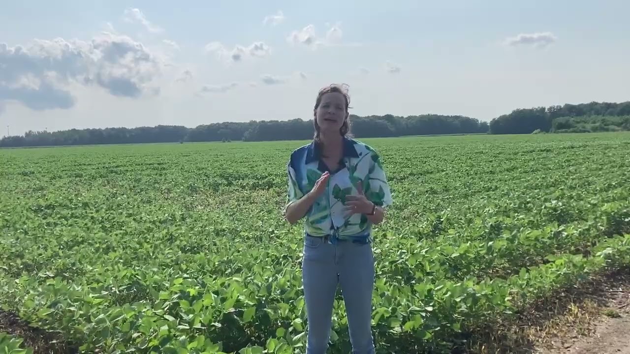 Recommandations concernant l’approche du programme — l’amarante tuberculée