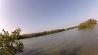 Manatee Mating While Flats Fishing
