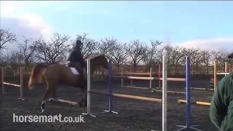 How to use grid work in training for show jumping