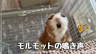 モルモットは鳴き声で感情表現します