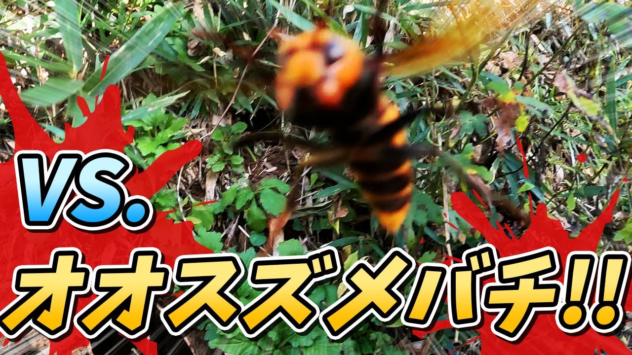 【希少】オオスズメバチの巣とケース maxresdefault.jpg