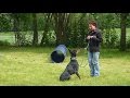 Professional Dog Training with Doberman at animal shelter Professional Dog Training with Doberman at animal shelter