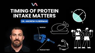 Unlock the Power of #Protein! Dr. Andrew Huberman #animated Resimi