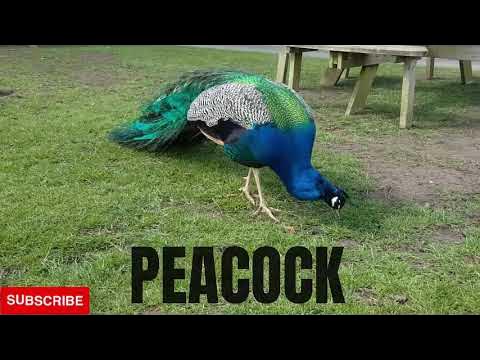 Animal Names That Start With the Letter 