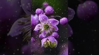 Beautiful  flower gif