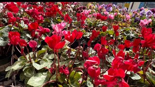 Lowes plant and flower inventory and sale November 2023!