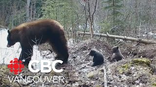 Tiny bear cubs emerge from winter hibernation