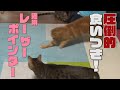 【最強オモチャ】猫用レーザーポインターで猫大喜び！【運動不足も解消!?】