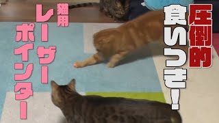 【最強オモチャ】猫用レーザーポインターで猫大喜び！【運動不足も解消!?】