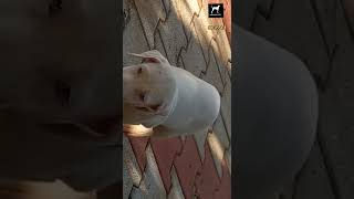 Rajapalayam 40 Days Heavy Puppy #Shorts #Rajapalayam #Rajapalayamdogs