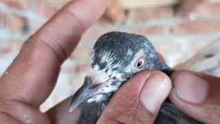 Kabotar Pakra Boht Parwazi