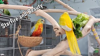 How my Turquoisine Parakeets are doing: A happy update