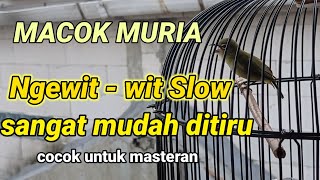 pleci muria nembak sejalur wit wit slow masteran mudah ditiru pleci bahan.