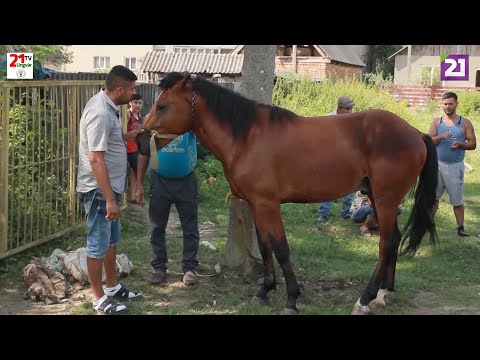 Videó: Kentucky Mountain Nyergű Ló