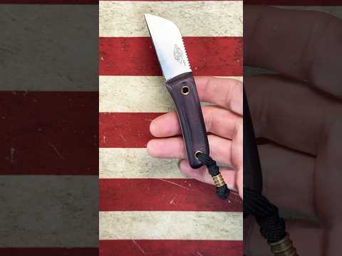 Lucky Dog - BullDog.    