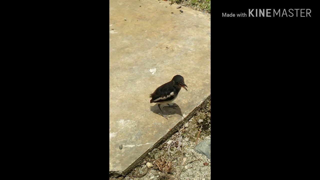 Nangkap burung Kacer secara manual.. 